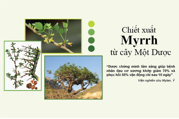Chiết xuất Myrrh cây Một Dược
